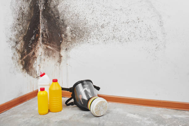 Best Mold Damage Repair  in Prairie Du Sac, WI