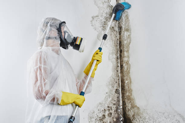 Best Certified Mold Removal  in Prairie Du Sac, WI
