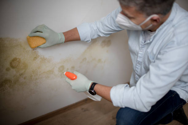 Best Black Mold Removal  in Prairie Du Sac, WI