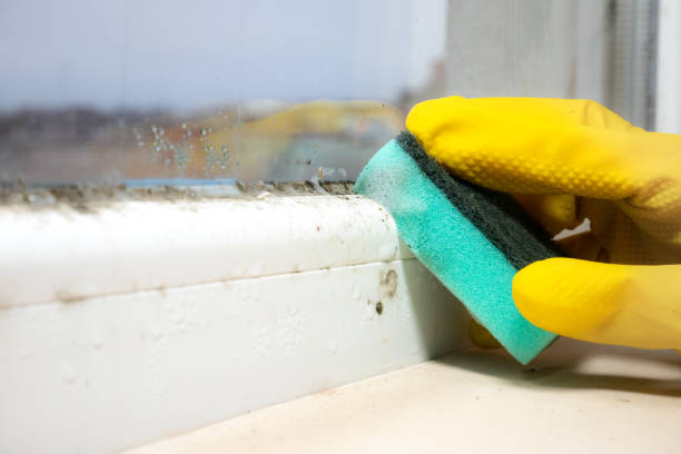 Best Office Mold Removal Services  in Prairie Du Sac, WI
